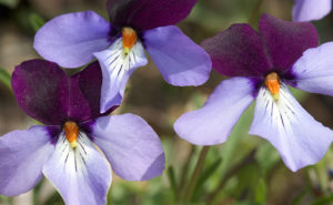 Birds-foot Violet