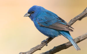 Passerina cyanea