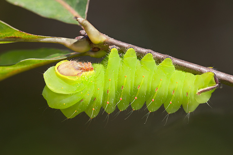 Big Green Caterpillar Prairie Garden Trust