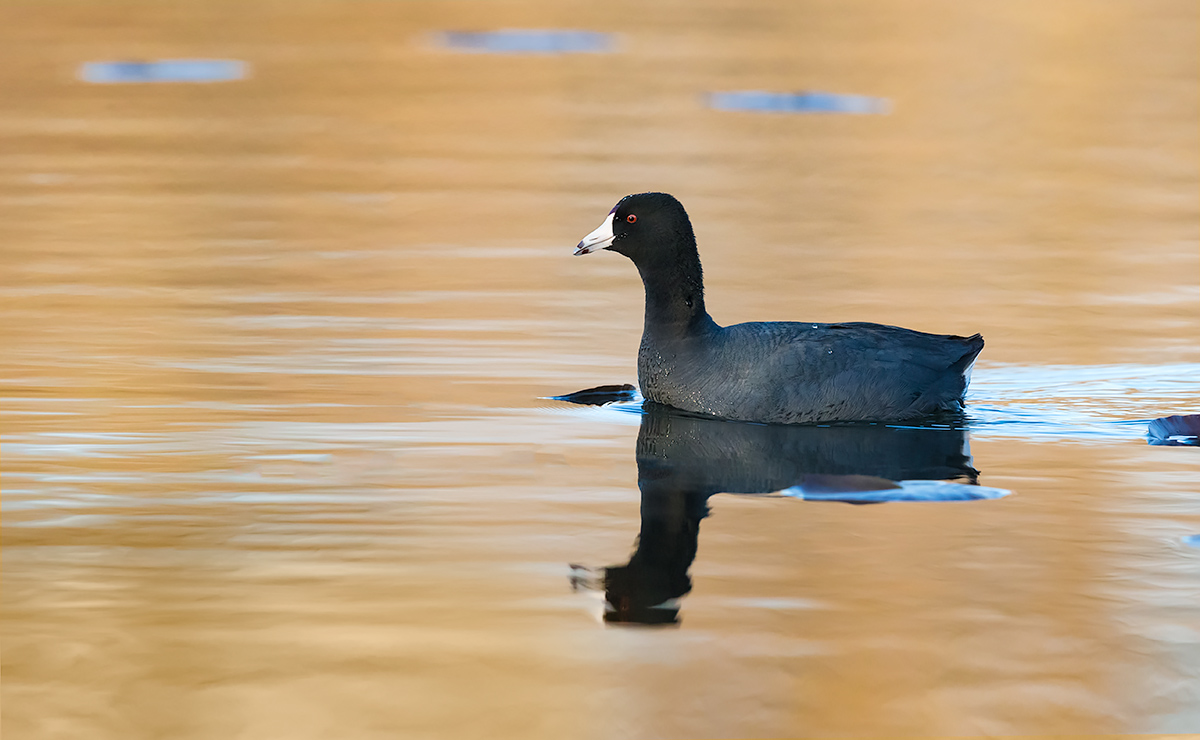 American Coot