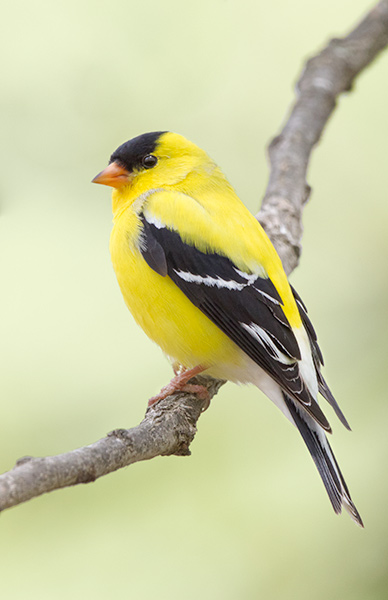 American-Goldfinch_7624 Spinus tristis