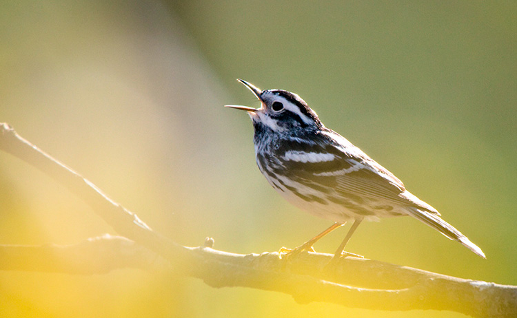 Black-and-White Warbler