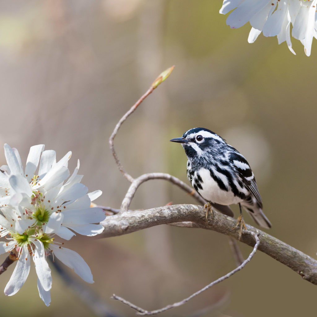 Black-and-white-Warbler