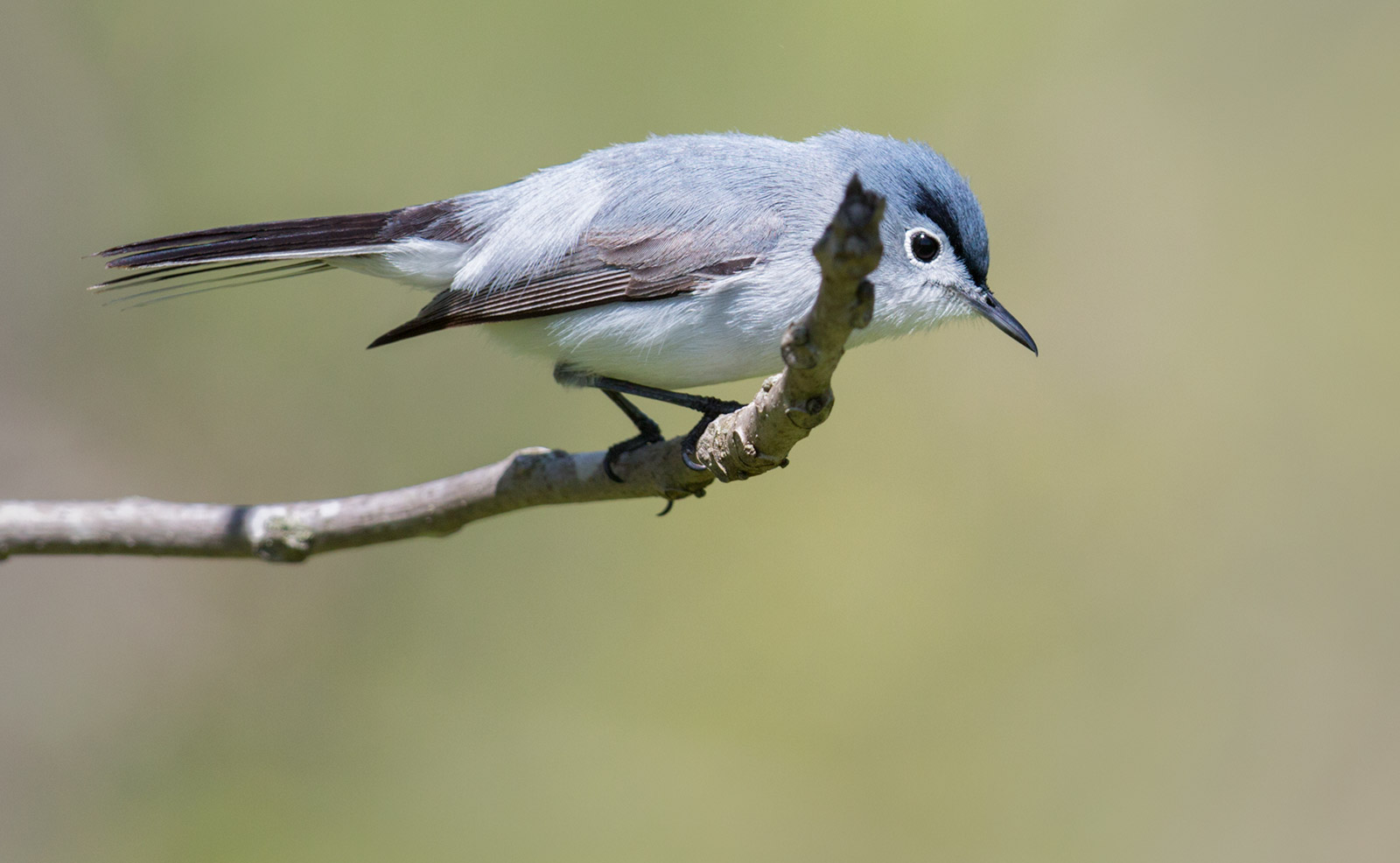 Blue-gray Gnatcatcher