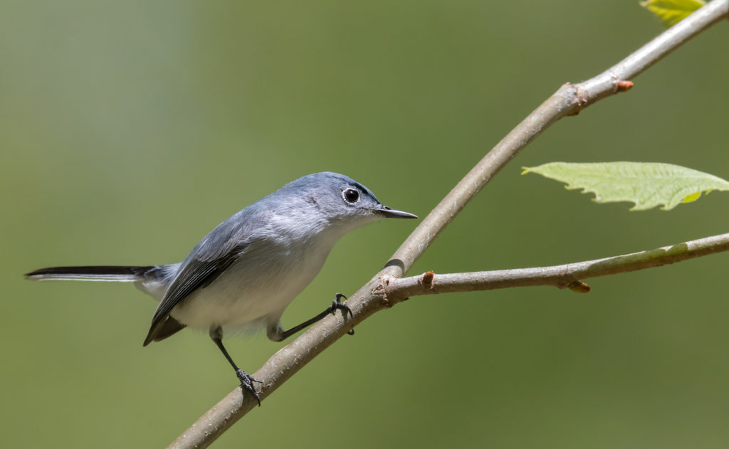 Blue-gray Gnatcatcher, Polioptila caerulea