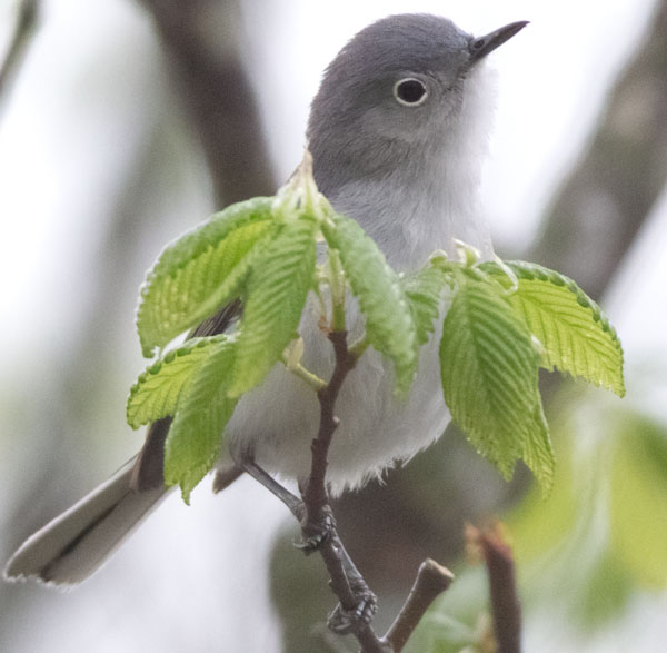 Blue-gray Gnatcatcher_6343_Blog