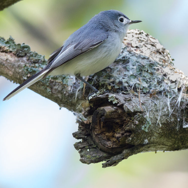 Blue-gray Gnatcatcher_7235_Blog