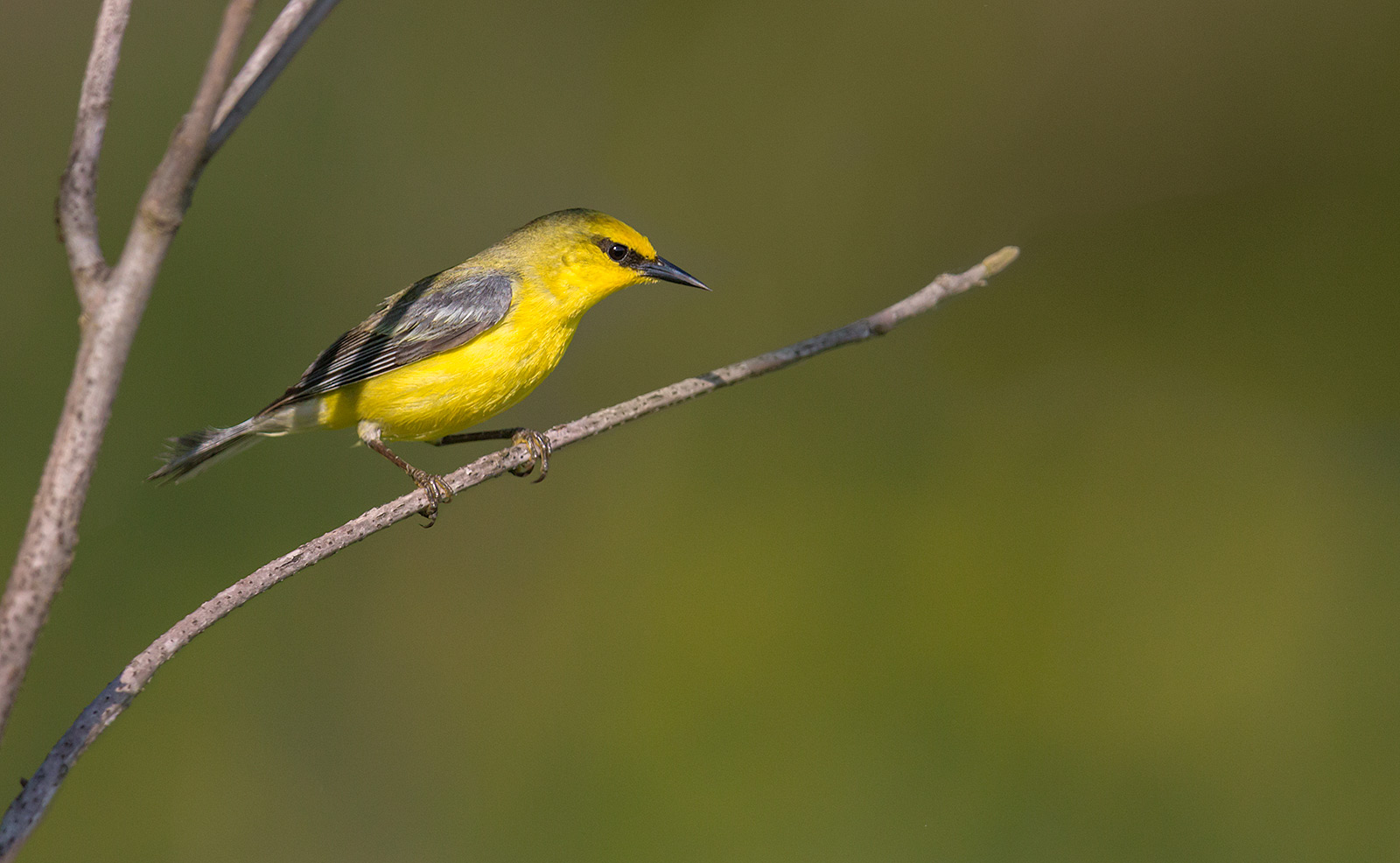 Blue-winged Warble