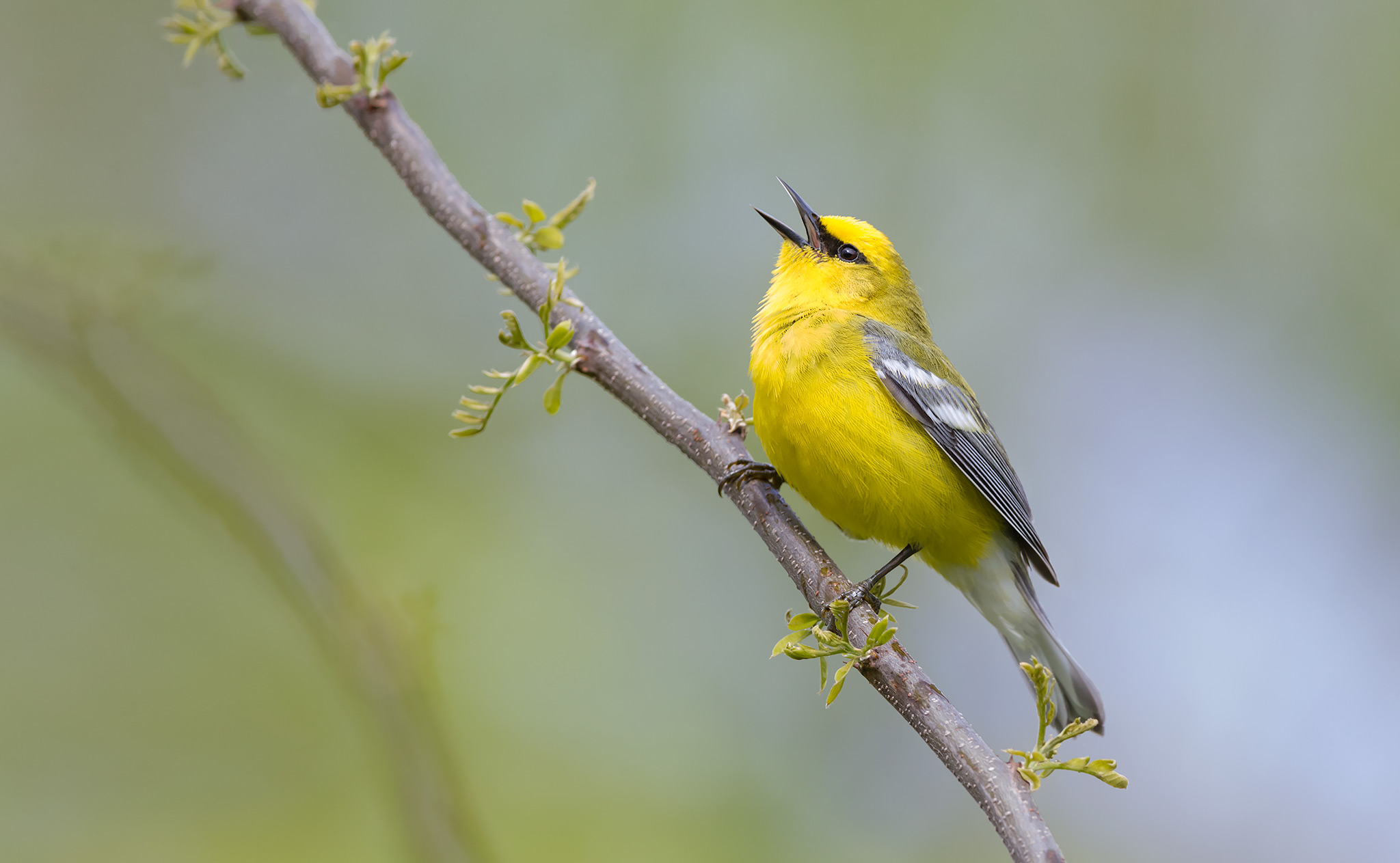 Vermivora cyanoptera