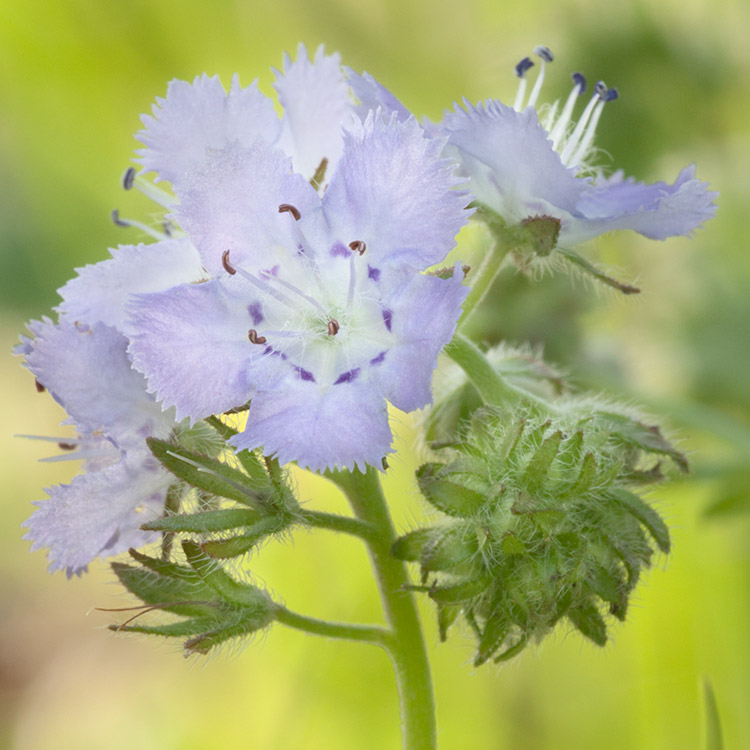 Phacelia gilioides