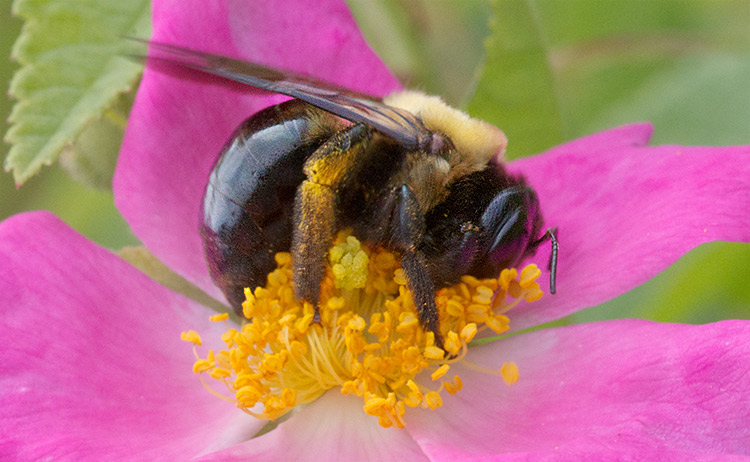Bumble Bee Bombus sp