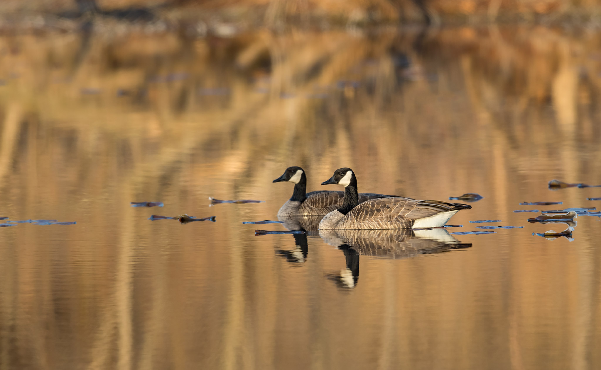 Branta canadensis