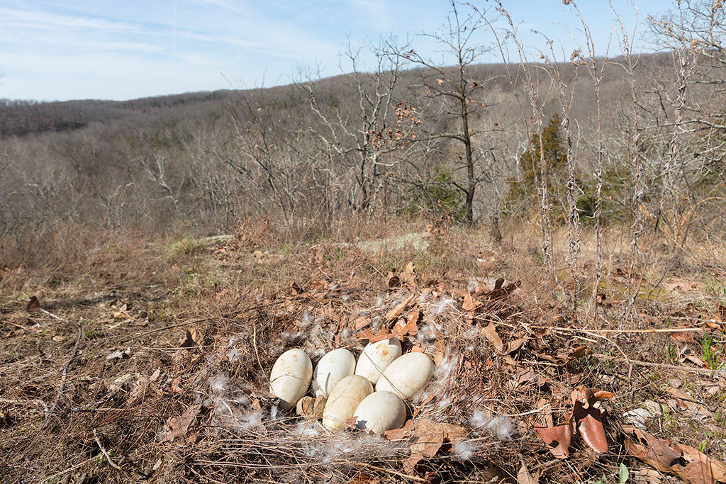 Canada Goose Nest on Bluff