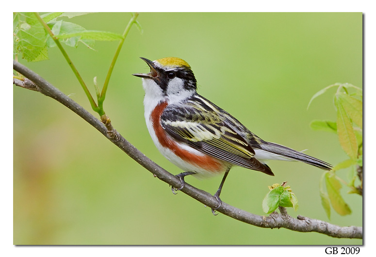 Chestnut-sided Warbler