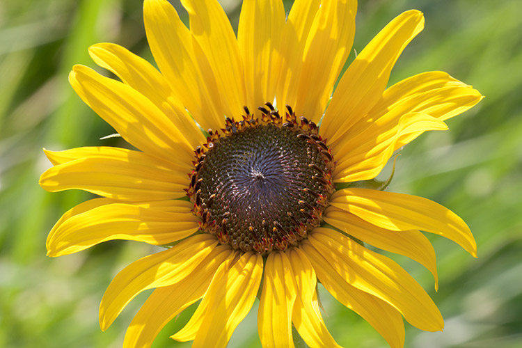 Helianthus annuus