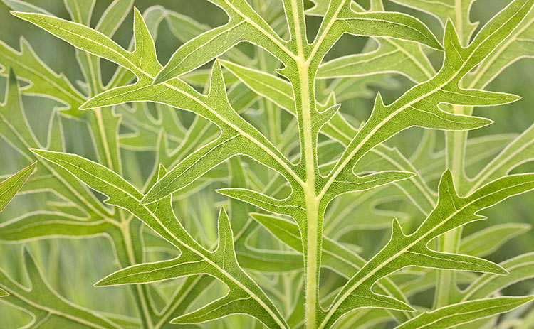 Silphium laciniatum