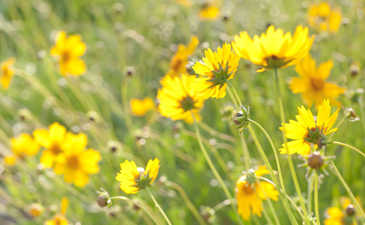 Coreopsis lanceolata_3113_Blog Lanceleaf coreopsis