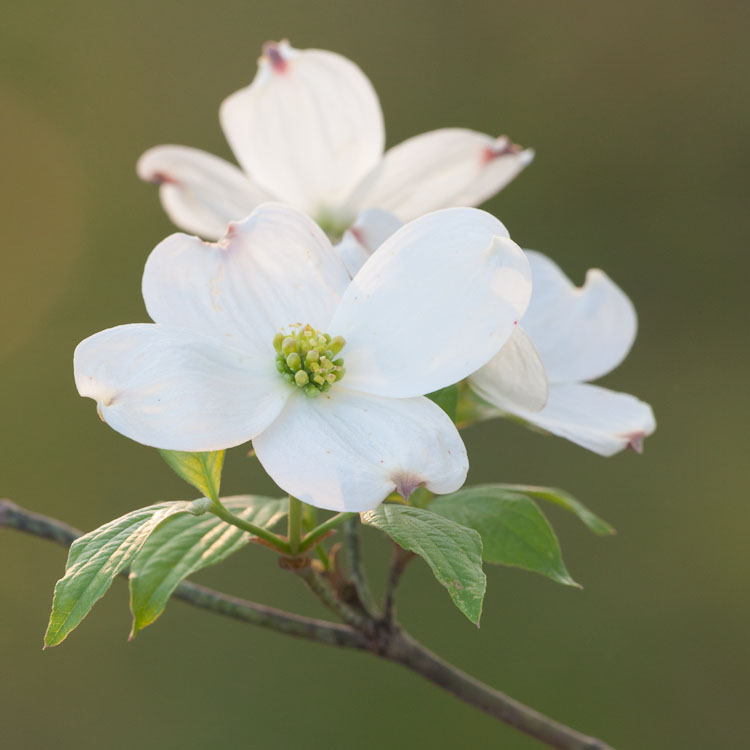 Flowering Dogwood