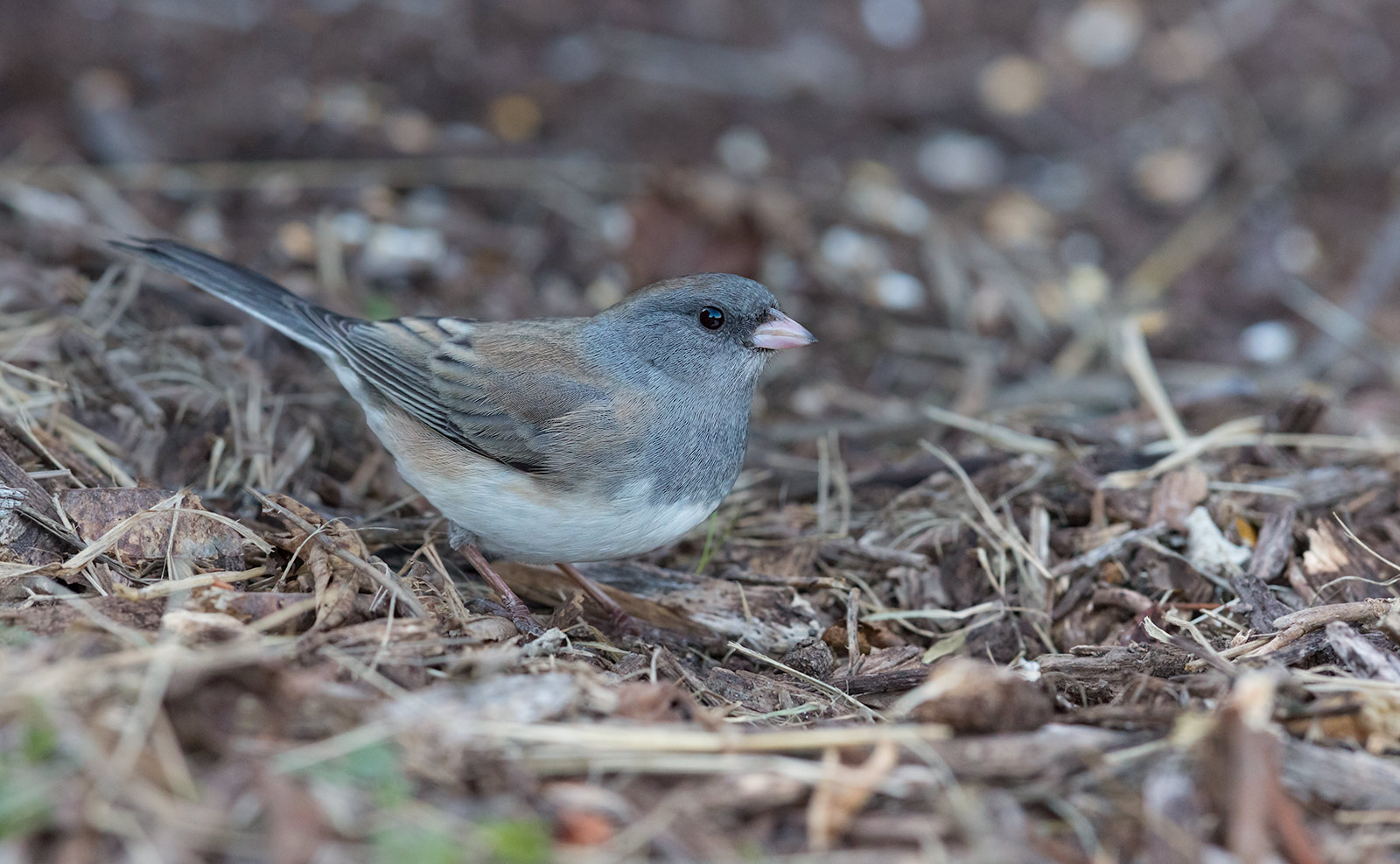 Junco hyemalis