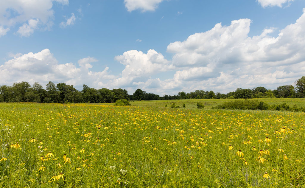 Gray-headed Coneflower, Ratibida pinnata 