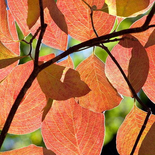 Cornus florida