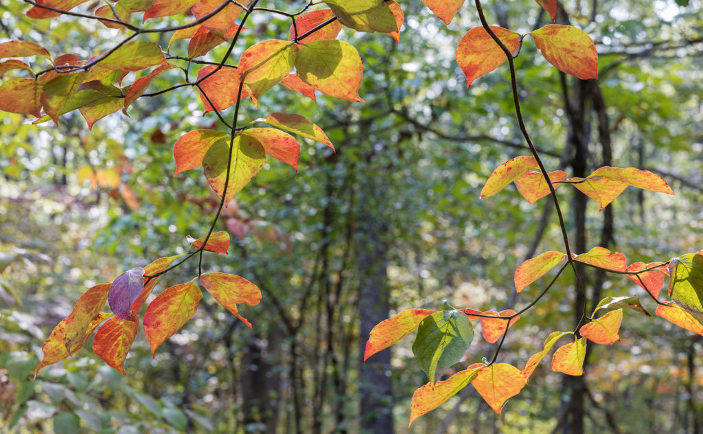 Flowering Dogwood, Cornus florida