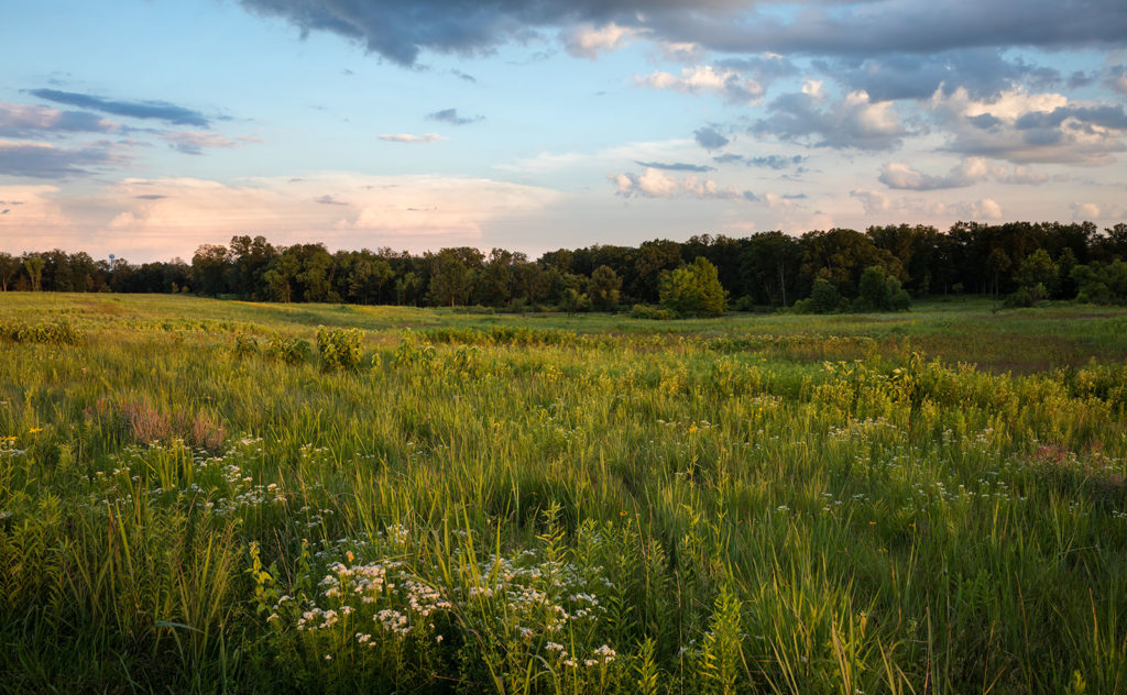 Early-Summer-Prairie_0698