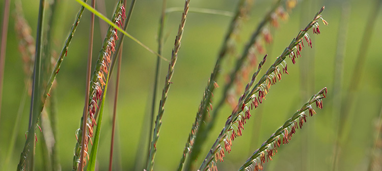 Eastern Gamagrass Tripsacum dactyloides