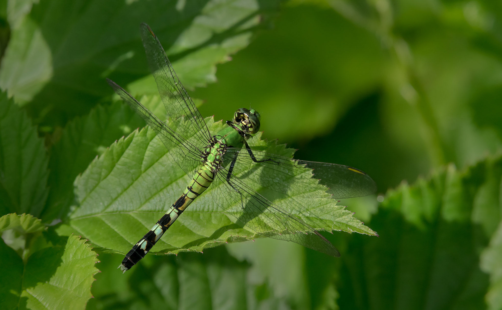 Erythemis simplicicollis