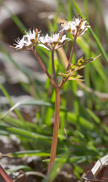 Harbinger of Spring