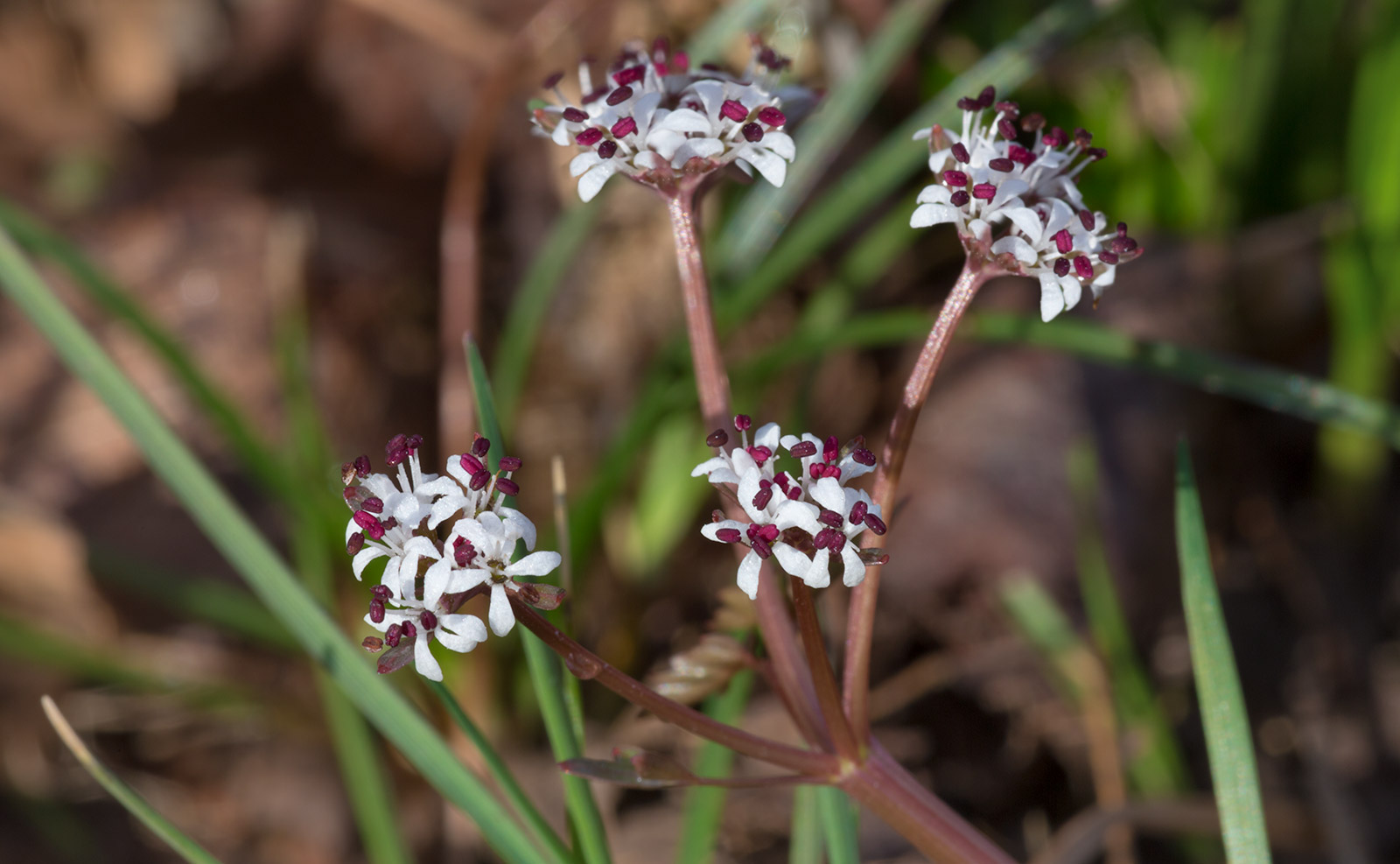 Harbinger of Spring (Erigenia bulbosa)