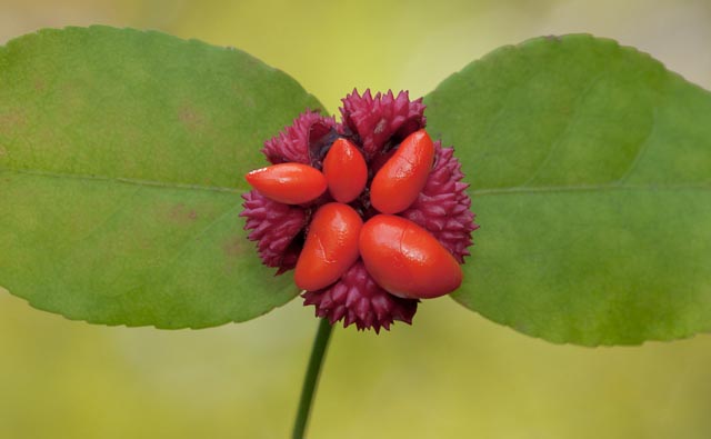 Strawberry Bush