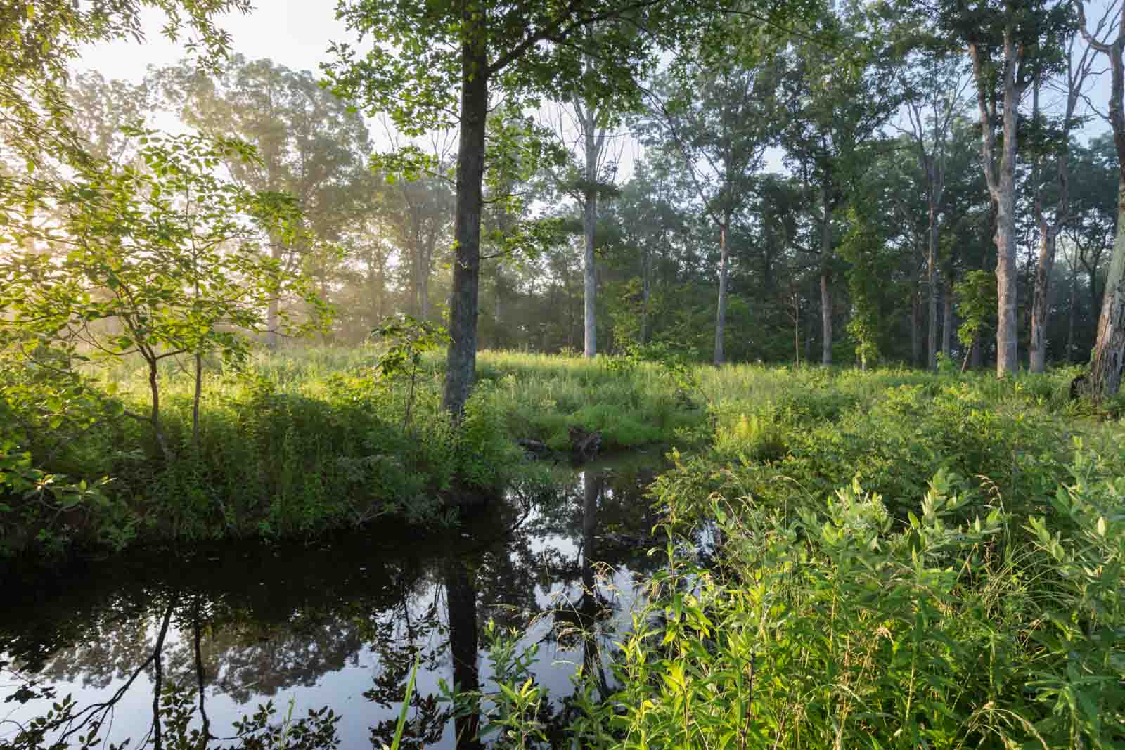 Frog Pond