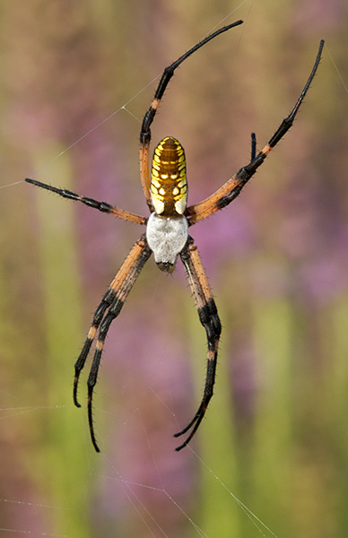 Argiope aurantia