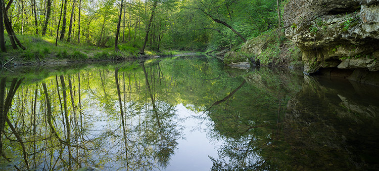 Glowing-Forest-Creek_8663