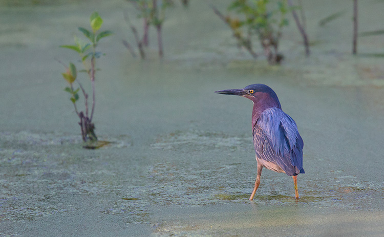 Green-Heron_8548 Butorides virescens