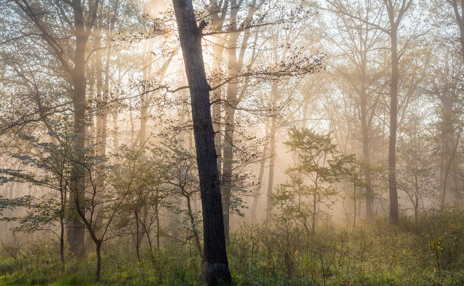 Dawn Fog in the PGT Woods
