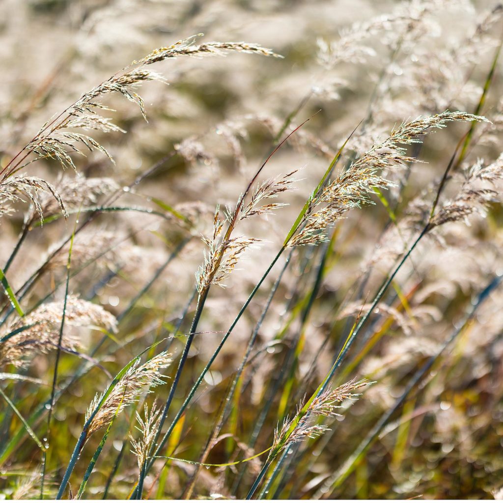 Indian Grass, Sorghastrum nutans