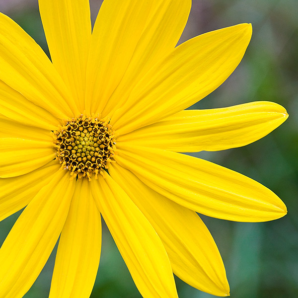 Helianthus tuberosus