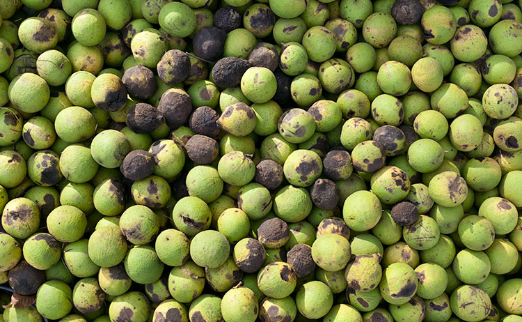 Black Walnut Juglans nigra