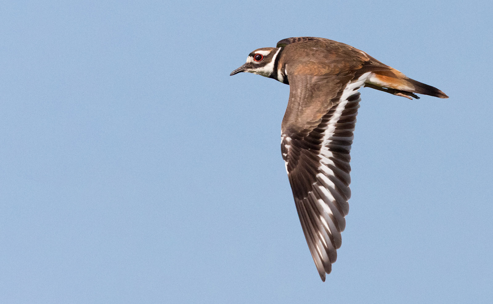 Killdeer Flying