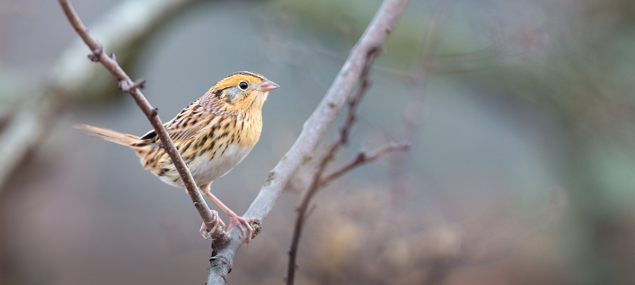 LeConte"s Sparrow