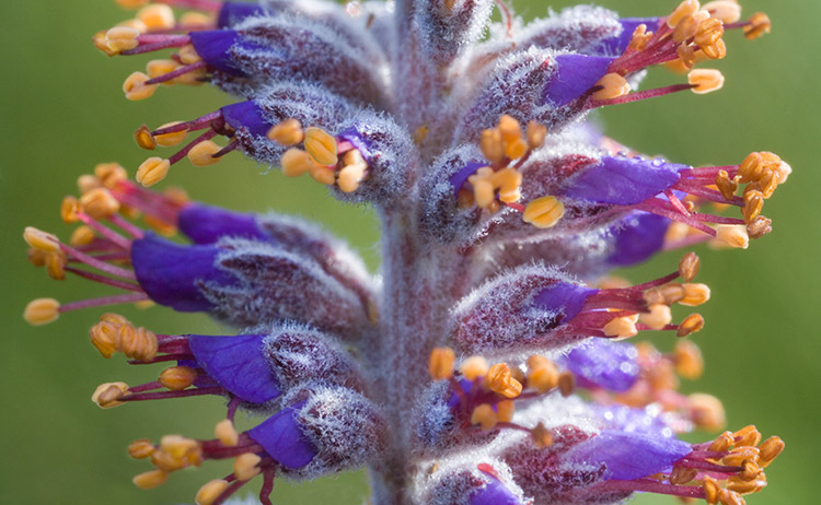 Amorpha canescens