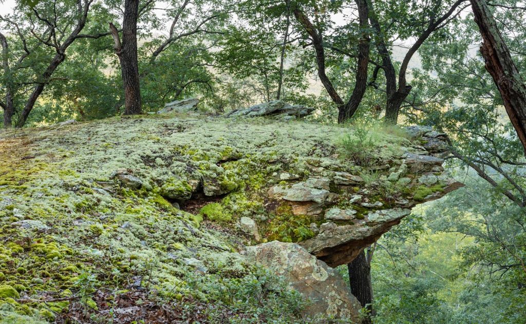 Lichen Bluff