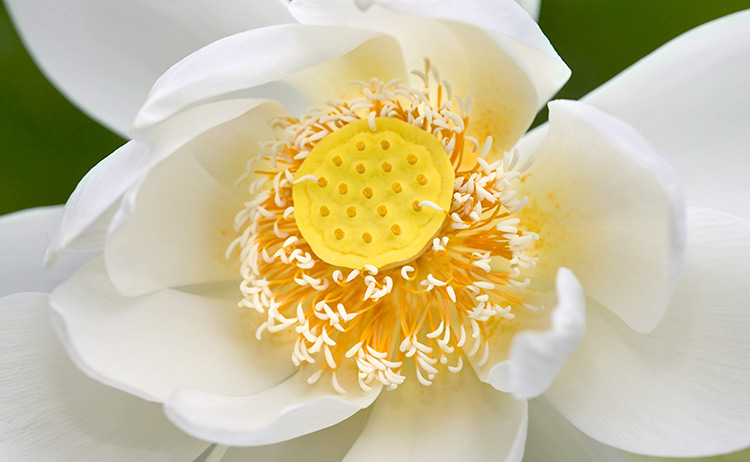 American Lotus Nelumbo lutea