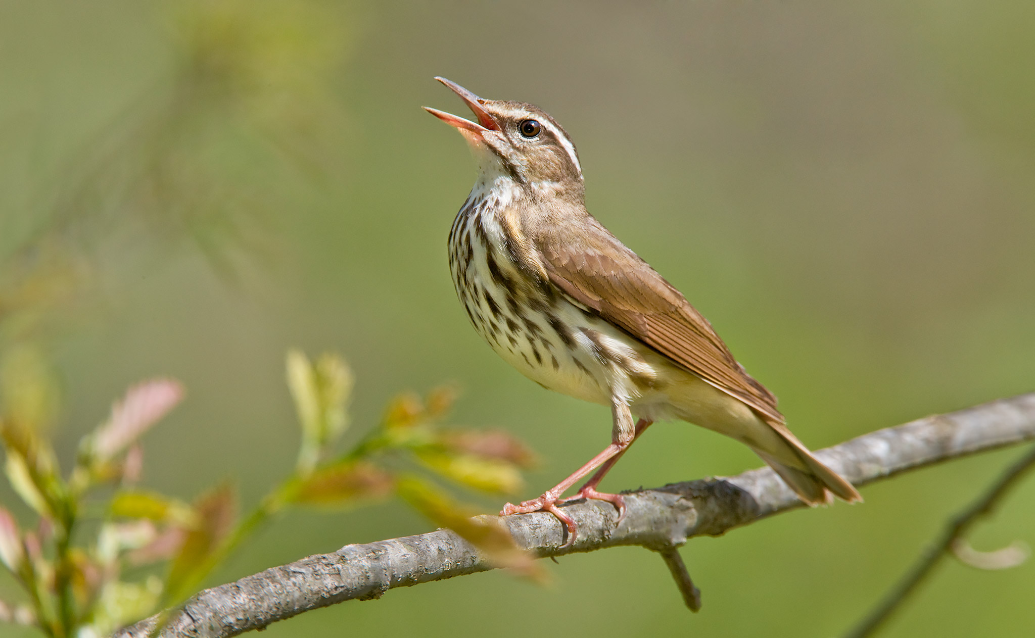 Louisiana Waterthrush