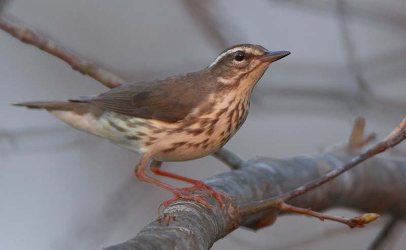Louisiana-Waterthrush_5530_Blog Parkesia motacilla