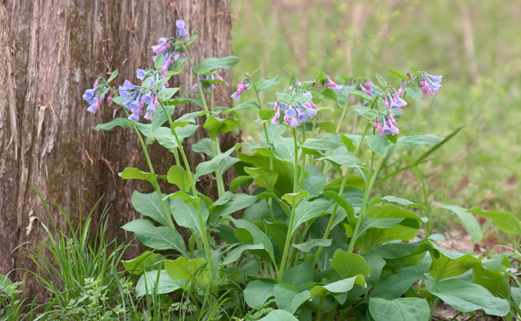Mertensia-virginica_1589 Mertensia virginica