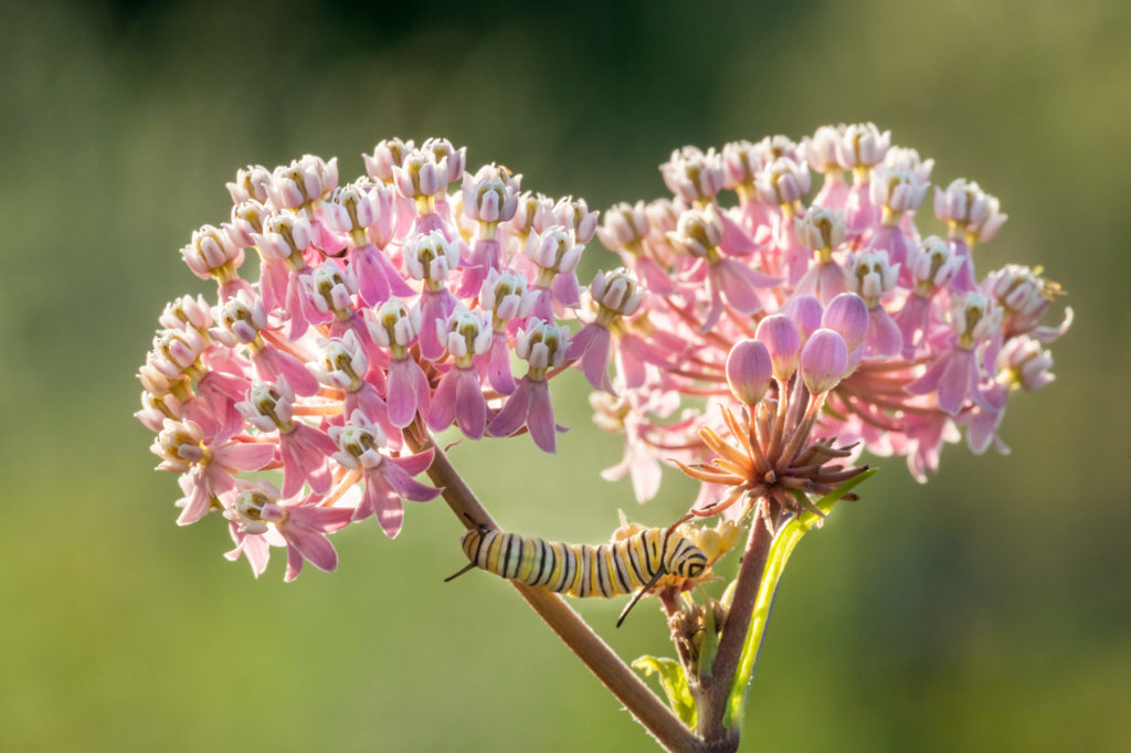 Monarch Butterfly Caterpillar on a Swamp Milkweed
