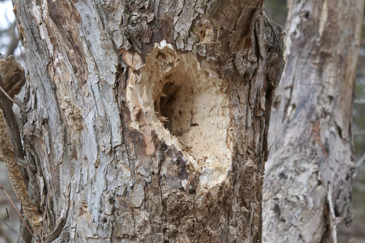 Natural Tree Cavity Bluebird